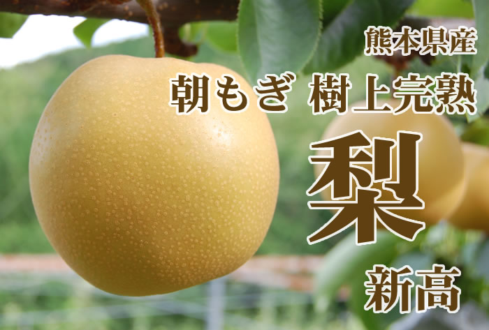 熊本県産 梨