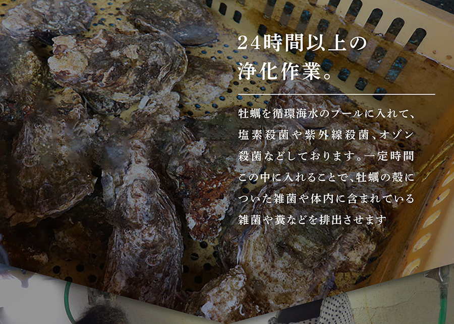 広島産ジャンボかき1kg_004